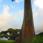 Rainbow eucalyptus- I want one in our yard!